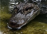 「ワニもヘリウムガスを吸うと声が変化」にイグ・ノーベル賞…受賞した日本人に“実験方法”を聞いた