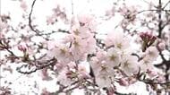 日本三大夜桜・高田城址公園の桜開花！3日から始まる“観桜会”待ち望む声も「お花見しながらおいしいもの食べたい」新潟・上越市