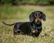 遺伝子検査の普及が犬の「進行性網膜萎縮症（PRA）」リスクを大きく低下