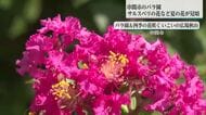 ピンクの花が咲き誇る　サルスベリの花見頃に　串間市のバラ園