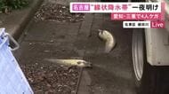 側溝に打ち上げられた鯉も…観測史上最多の記録的大雨降った名古屋 一夜明け川が一時越水した住宅街の様子は