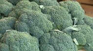 ブロッコリーが国の指定野菜に　4人に1人が週1回以上購入　国が安定供給を後押し