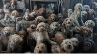 「AI画像では？」家を埋め尽くす264匹の犬たち　痛ましい光景に救出スタッフ「全員が涙」　多頭飼育崩壊が急増する背景　イギリス