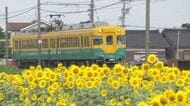 富山県内は5日も厳しい暑さ、熱中症に注意　舟橋村の休耕田では約9000本のヒマワリが咲き誇る