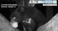 深刻　クマ連日出没　１軒の農園だけでナシ５０００個以上被害か…対策強化求め緊急決議　広島・三次市議会