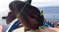 スペイン近郊の地中海で巨大マンボウが網に... 体長も幅も約3メートル