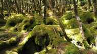 涼を求めて・・・神秘的な「苔の森」へ癒しの旅