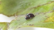 カエルに食べられても“お尻から生きて脱出できる”昆虫を発見…なぜ消化されないのか聞いた