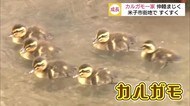 街の真ん中でカルガモ一家子育て奮闘中!親子仲睦まじい様子でほのぼの(鳥取・米子)