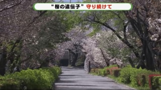 0種の桜が咲き誇る研究所 樹木医が特に見てほしい桜とは 静岡発