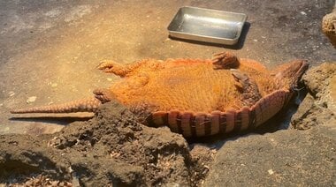 甲羅で守らず“あおむけ”で寝るアルマジロがあまりにも無防備…なぜこんな寝姿なの?飼育員に聞いた