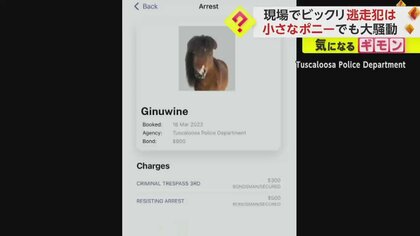【800ドル】小さなポニーに“不法侵入”罪で保釈金！？警察が顔写真と共に情報提供求める　“容疑者”は無事確保　アラバマ州
