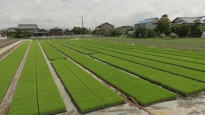 “暑さに強い米” 新品種「ひなたまる」開発 高温でも品質低下せず虫や病気にも強いコメ 今シーズンから栽培始まる