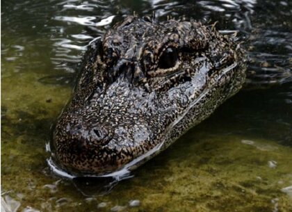 「ワニもヘリウムガスを吸うと声が変化」にイグ・ノーベル賞…受賞した日本人に“実験方法”を聞いた