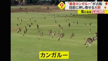 カンガルーの大群がゴルフ場を“暴走”　「本物の大暴走だ」カメラが捉えた“大移動”の様子　オーストラリア
