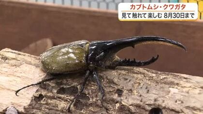 ヘラクレスオオカブトやニジイロクワガタも　珍しいカブトやクワガタに直接触れるイベント開催中〈仙台〉