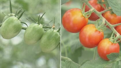 猛暑と少雨が影響…トマトなどの『夏野菜』が値上がり 直射日光による“焼果”で一部出荷を断念した農家も