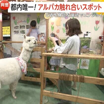 「モフモフスポット」大人気！都心で楽しむ大型連休「アルパカふれあいランド」「サモエドカフェ」で“歩くぬいぐるみ”に癒やし