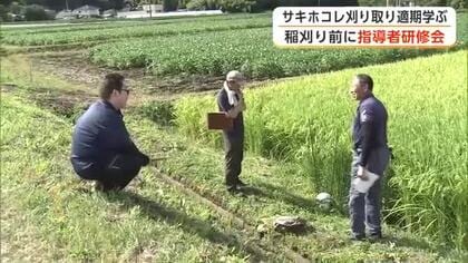 「サキホコレ」もみの色づき具合確認し刈り取りを　JA・自治体など指導者対象の研修会　秋田・由利本荘市