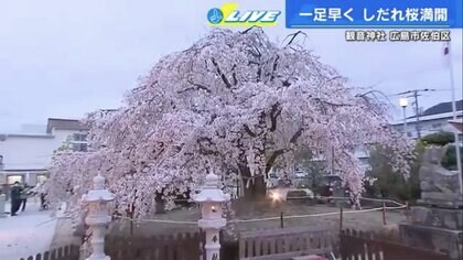 「お花見前線」が日本の経済を潤す　“桁違い”の経済効果は6160億円、コロナ禍の2～3倍に【広島発】