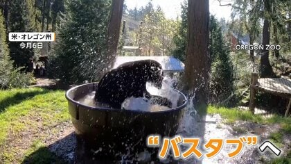 動物園で冬眠明けのクマが“初水浴び”　母親失い保護の2頭　SNSで9万回表示　アメリカ