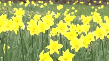 約２１０万本のスイセンが咲き始める　来月上旬が見ごろに　庄原・備北丘陵公園ではイベントも開催　広島