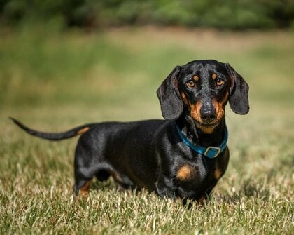 遺伝子検査の普及が犬の「進行性網膜萎縮症（PRA）」リスクを大きく低下