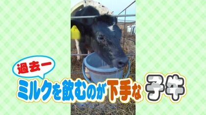 「過去最もミルクを飲むのが下手な牛」としてSNSで話題!！バケツに顔ごと…息できている？ 飲むミルクよりこぼれるミルクの方が多い ”ぶくちゃん”に注目