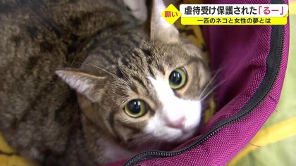 虐待受け保護された猫「るー」甘えん坊な性格を生かし人を癒やすセラピーキャットに　保護猫と支援者をつなぐ女性の活動【鹿児島発】