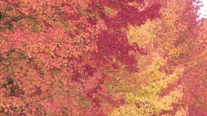 富山県内は変わりやすい天気　日中ひんやりにわか雨も　富山市内では街路樹が鮮やかに色づく