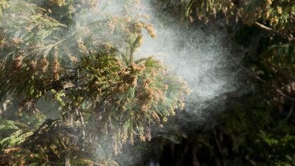 「スギ花粉シーズン」の“お出かけベスト日”は？「傘がいるほど雨が降り、さらに…」“少しでも回避する方法”を気象予報士が考察