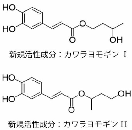 一丸ファルコス、カワラヨモギ中に真皮ヒアルロン酸分解に関わる新規活性成分を発見。英科学誌「Scientific Reports」に論文掲載