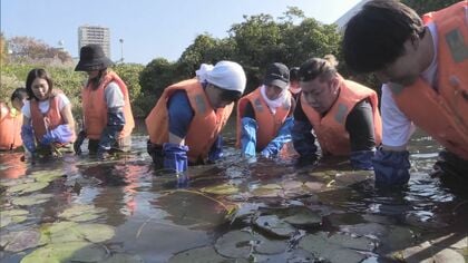 葉が水面覆い池の生き物を圧迫…外来種「園芸スイレン」の除去作業　作業中は溜まったガスでドブのような悪臭【愛知発】