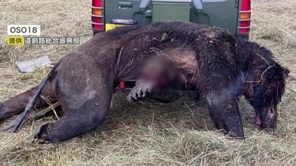 肉の味”教えたのは人か…牛襲い続けた「怪物ヒグマOSO18」―エゾシカの