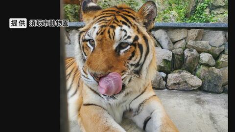 人気者のトラ「臥桜（がお）」天国へ　20歳オスで「国内最高齢」のベンガル系　夏には双子のメス「未桜（みお）」が旅立つ