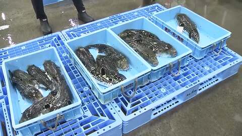 フグの初競り　最高値は去年より4000円高い1kg・2万1000円　天然物の水揚げ少なく約110kg　山口・下関市