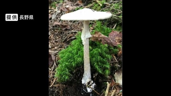 毒キノコ食べ20代男性死亡 全国で令和に入り“3例目” 有毒キノコによる