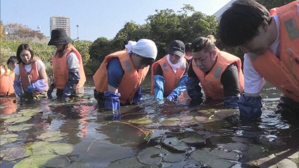 葉が水面覆い池の生き物を圧迫…外来種「園芸スイレン」の除去作業 作業
