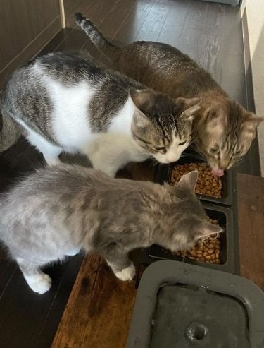 仲良しな3きょうだい