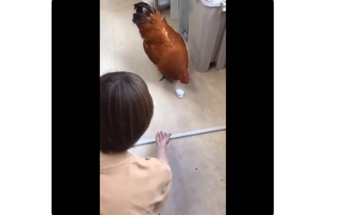てくてく歩いて「とってこい」をしてくれるコッコちゃん