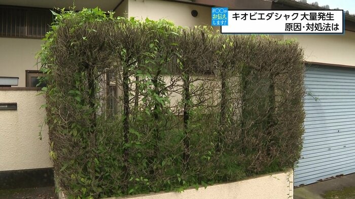 イマヌキの葉がスカスカに