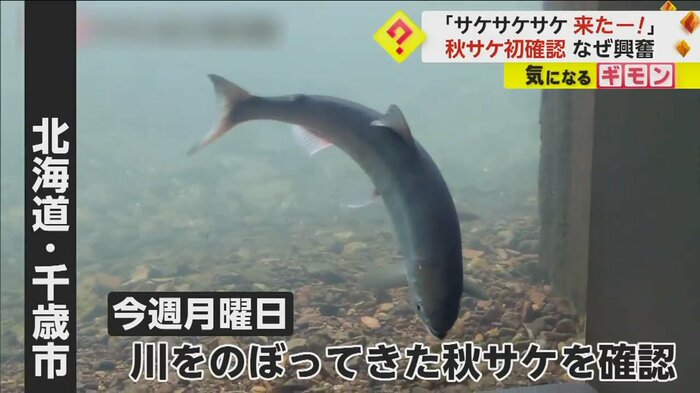 (サケのふるさと千歳水族館)