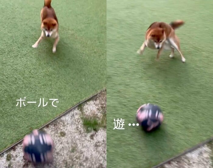 ボールが蹴られると横に移動!(提供:Nerushibaさん)