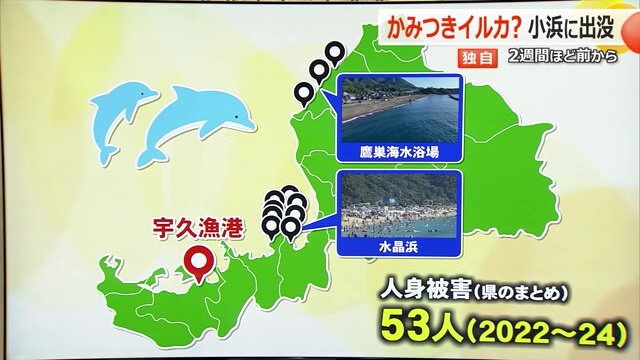 福井県内でのイルカによる人的被害は3年で53件