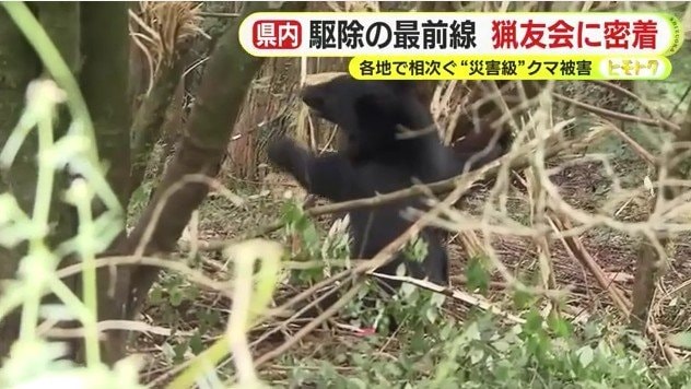 錯誤捕獲されたクマ（2025年9月富士宮市）