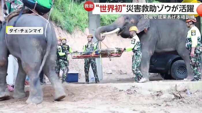 担架を平行に持ち上げるゾウ
