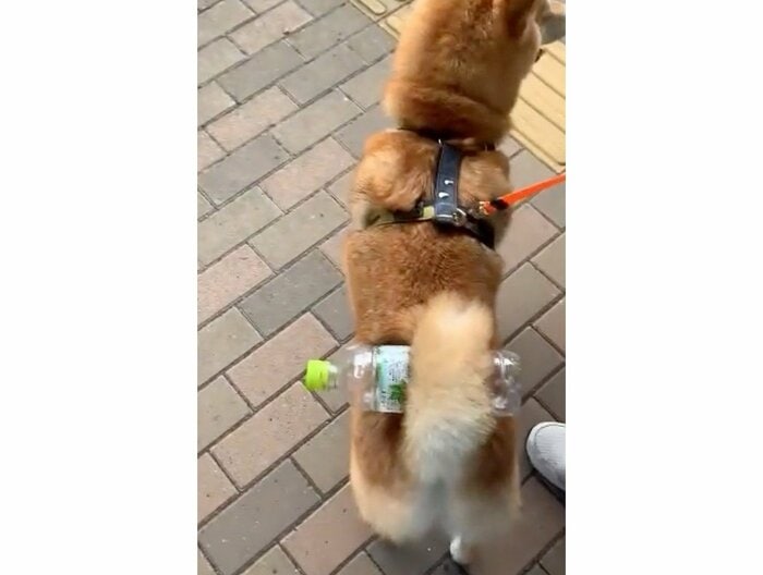 提供:柴犬 しんさん