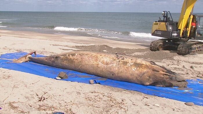 鳥取県北栄町の海岸に漂着したクジラの死骸