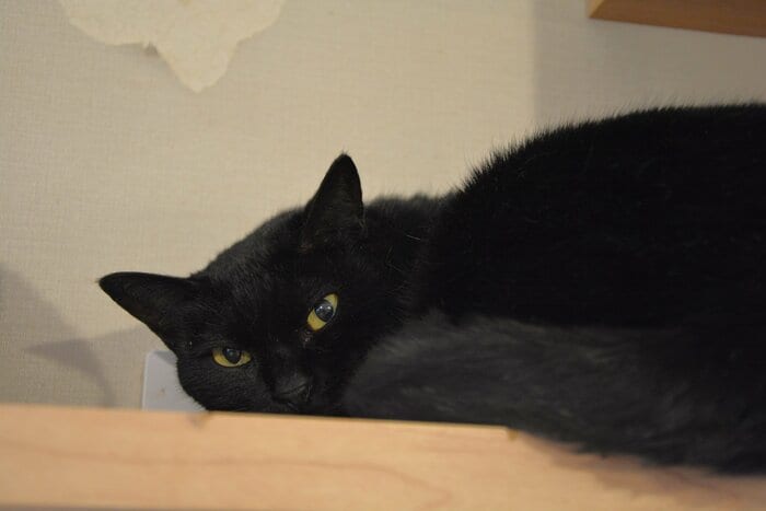 キャットウォークで寝ていた鏡月