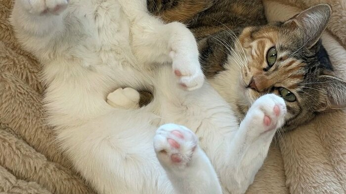 むぎちゃんの前脚が突き刺さっているように見える!
